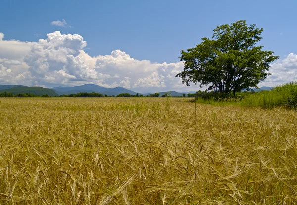 Pole zralé pšenice Rusko — Stock fotografie