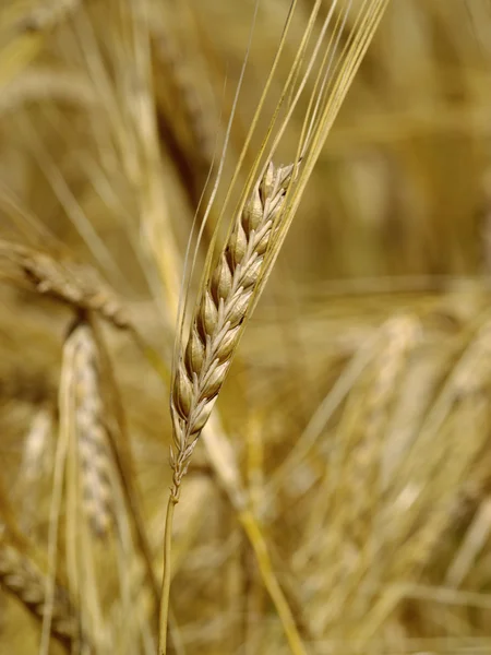 Olgun buğday kulak — Stok fotoğraf