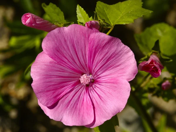 Close-up ροζ λουλούδι στον κήπο — Φωτογραφία Αρχείου