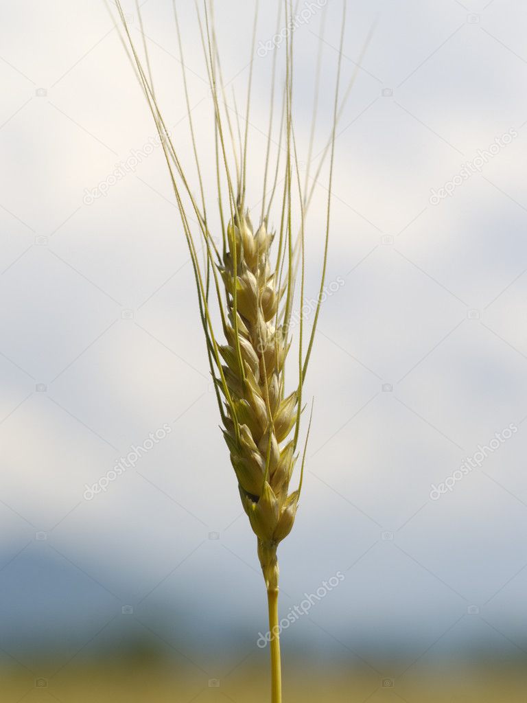 Mature wheat ear