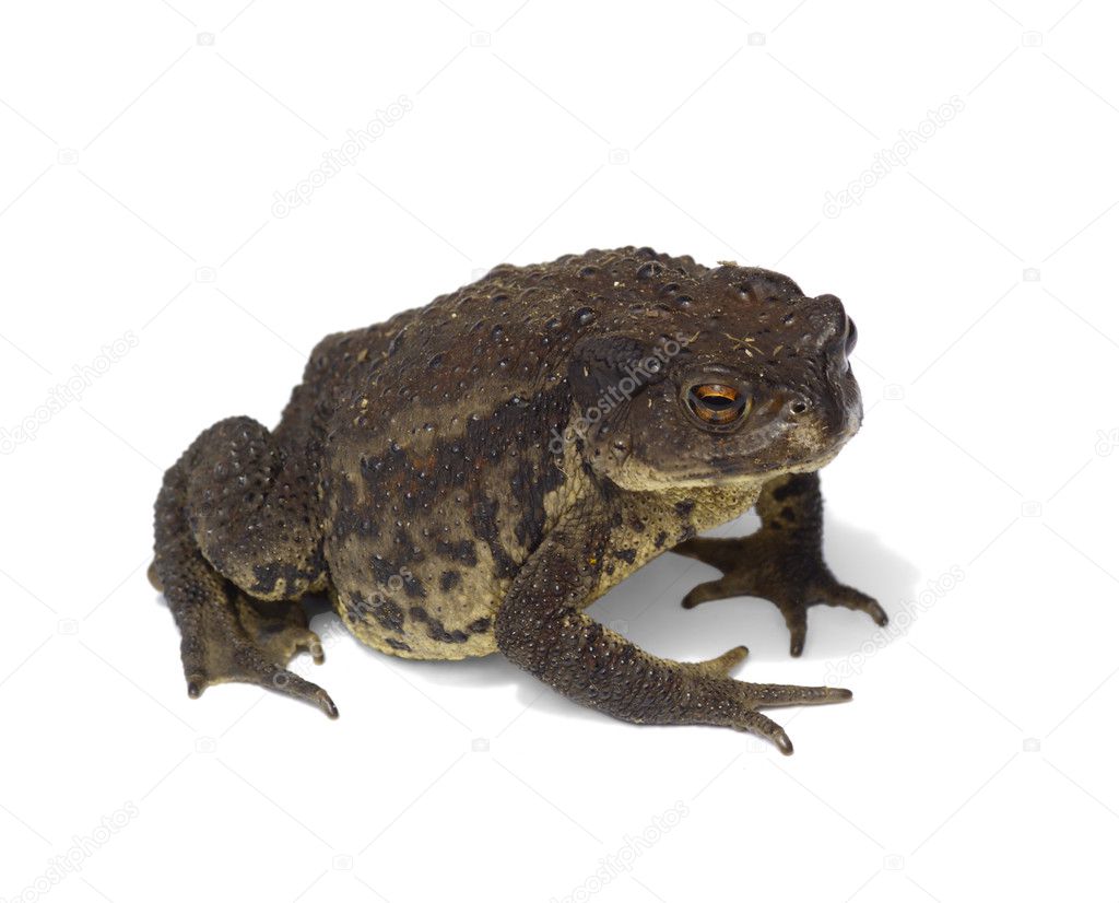 Large brown toad isolated