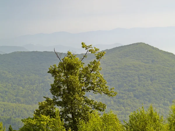 Ensamt träd mot bergen — Stockfoto