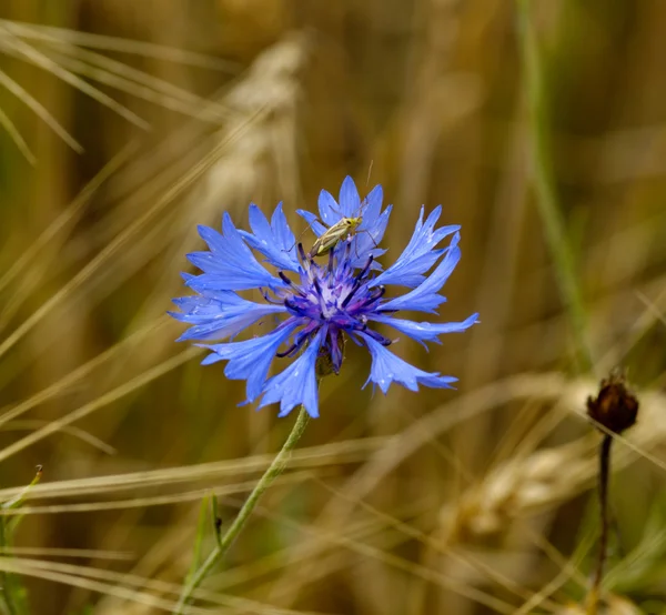 Flor de campo azul escuro com um bug — Fotografia de Stock