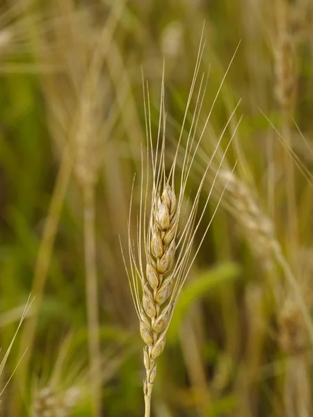 Espiga madura de trigo — Foto de Stock