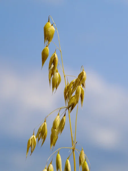 Ear of oats against the sky — Stok fotoğraf