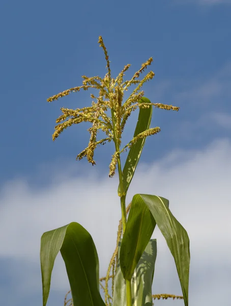Blütenstand von Mais gegen den Himmel — Stockfoto