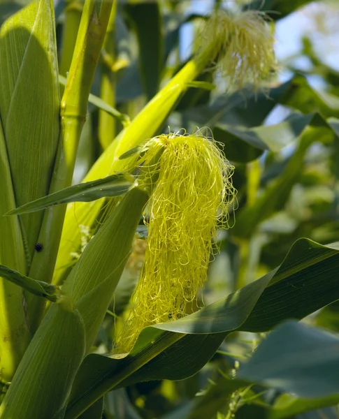 Omogna frukter av majs — Stockfoto