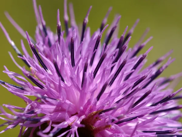 Violett blomma närbild — Stockfoto