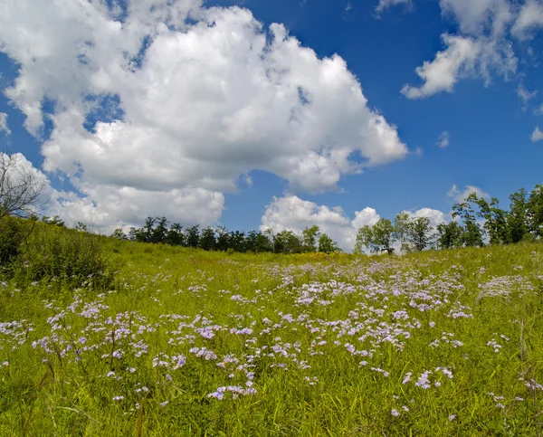 Panorama lato kwitnąca łąka — Zdjęcie stockowe