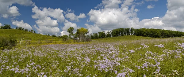 Sommaren panorama en blommande äng — Stockfoto