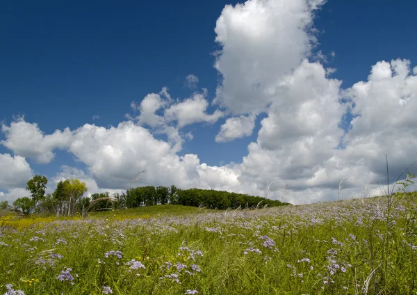꽃이 만발한 목초지와 프리 — 스톡 사진