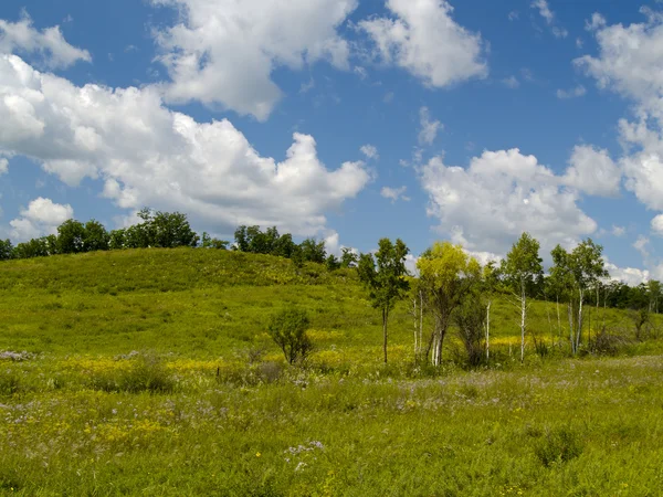 Летняя панорама цветущий луг — стоковое фото
