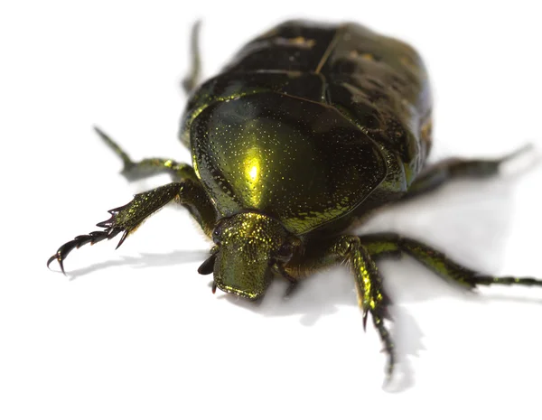 Der leuchtende grüne Käfer isoliert — Stockfoto
