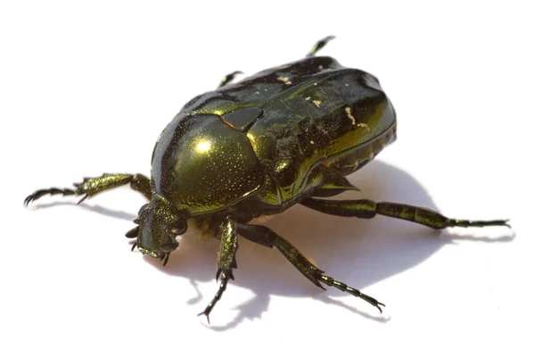 Бриллиантовый зеленый жук изолирован — стоковое фото