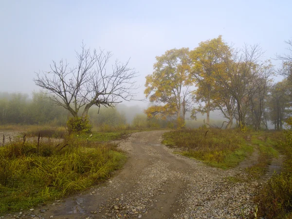 Ködös reggel — Stock Fotó