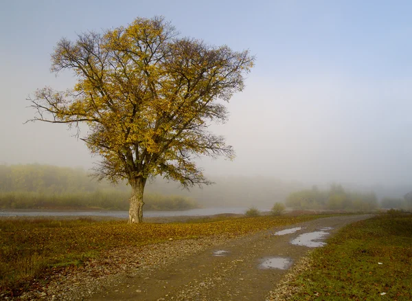 Ködös reggel Stock Fotó