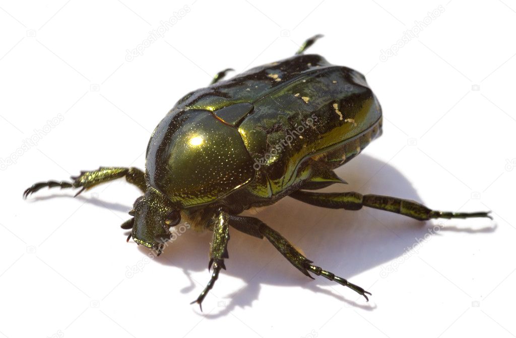 The Brilliant green bug isolated