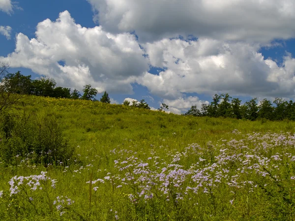 Пейзаж с цветущим лугом — стоковое фото