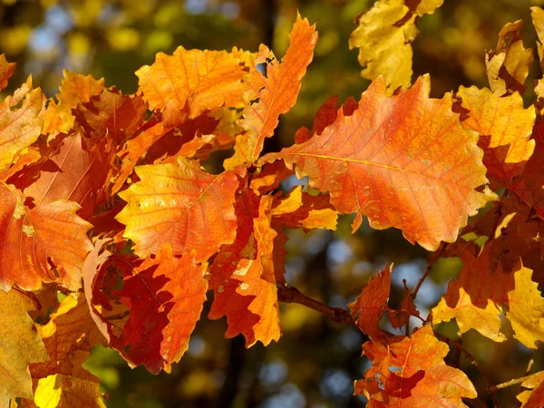 stock image Bright orange leaves of an oak