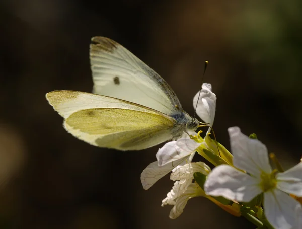 A borboleta contra um fundo escuro — Fotografia de Stock