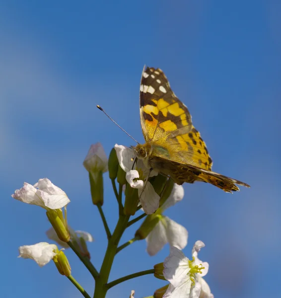 The motley butterfly against blue sky — Stock Photo, Image