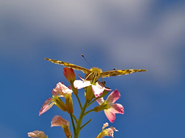 Бабочка против голубого неба — стоковое фото
