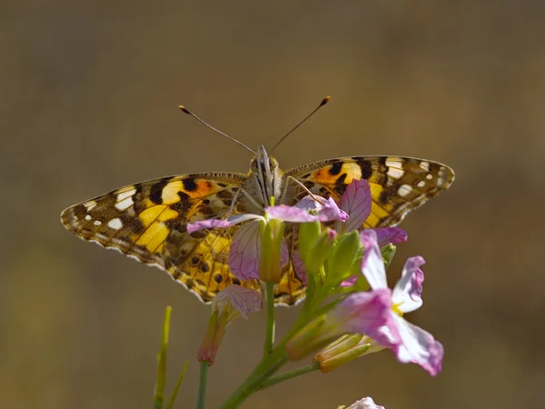 La mariposa en una flor — Foto de Stock