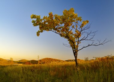 Yalnız bir ağaç, sonbahar yatay