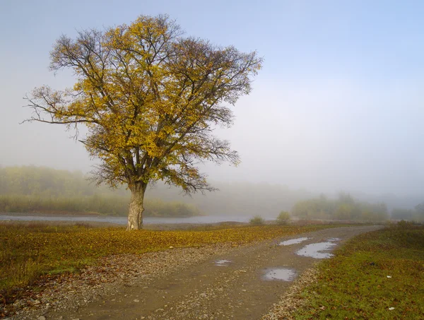 Летнее туманное утро — стоковое фото