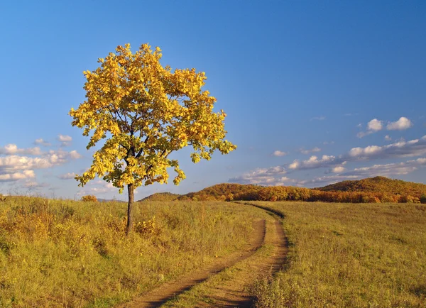 Herfst landschap met een eenzame boom — Stockfoto