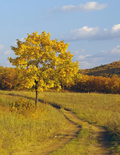 Φθινοπωρινό τοπίο με ένα μοναχικό δέντρο — Φωτογραφία Αρχείου