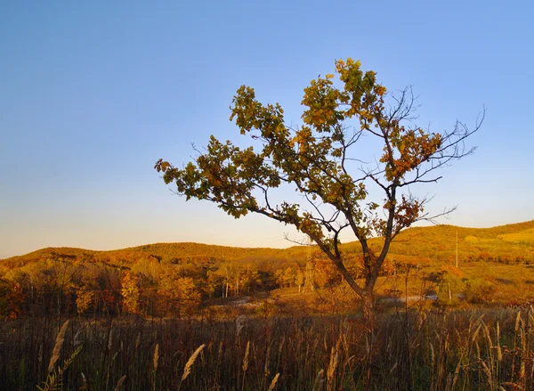 Paisagem de outono com uma árvore solitária — Fotografia de Stock