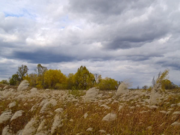 Herbstfeld unter dem bewölkten Himmel — Stockfoto