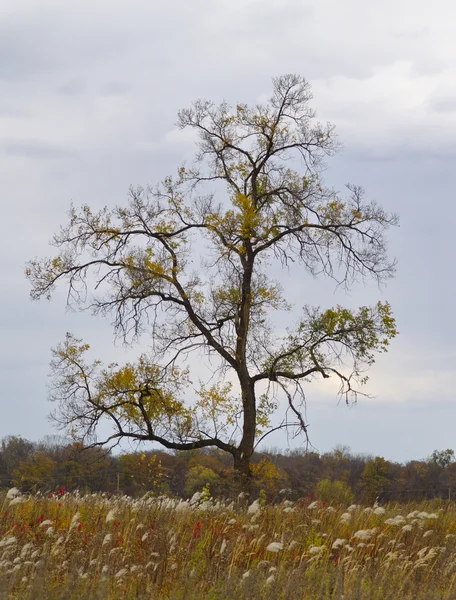 Φθινοπωρινό τοπίο με ένα μοναχικό δέντρο — Φωτογραφία Αρχείου