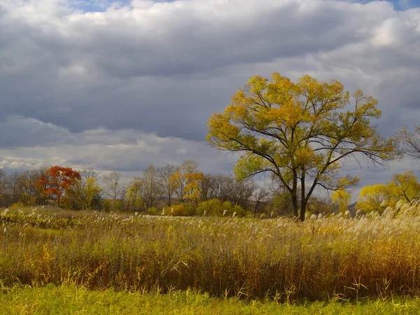Herbstlandschaft mit einsamem Baum lizenzfreie Stockbilder
