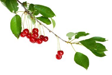 Cherry branch with few berries clipart