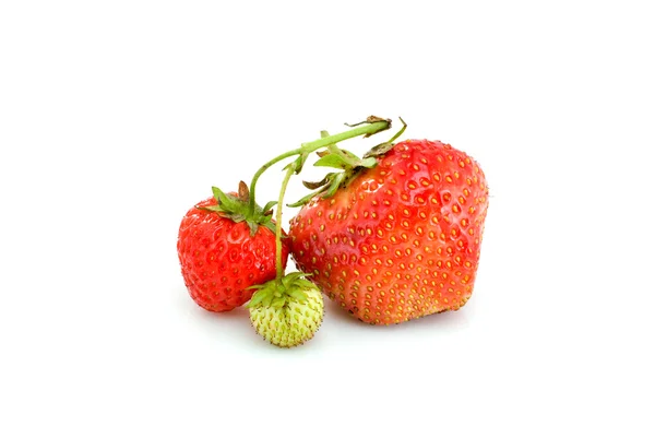 Green and ripe strawberries — Stock Photo, Image