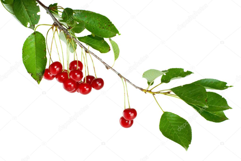 Cherry branch with few berries