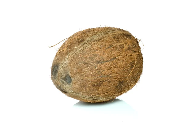 단일 코코넛 — 스톡 사진