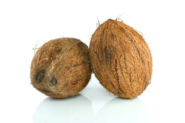 Paire de noix de coco — Photo
