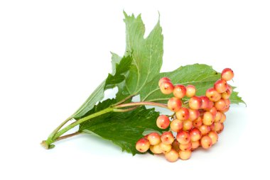 Viburnum branch with berries clipart