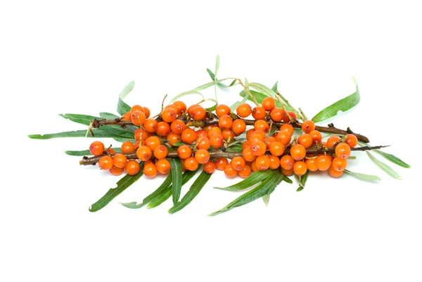 Sea buckthorn branch with berries — Stock Photo, Image