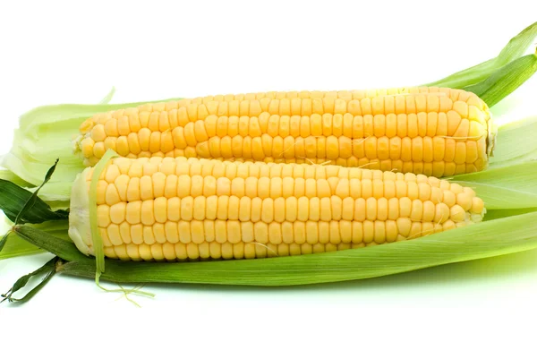 Pair of ripe corn ears — Stock Photo, Image