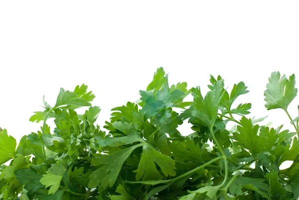 Some fresh green parsley — Stock Photo, Image