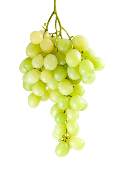 Green grapes bunch (muscat breed) — Stock Photo, Image
