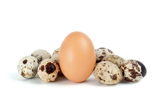 Few quail eggs and single hen egg — Stock Photo, Image