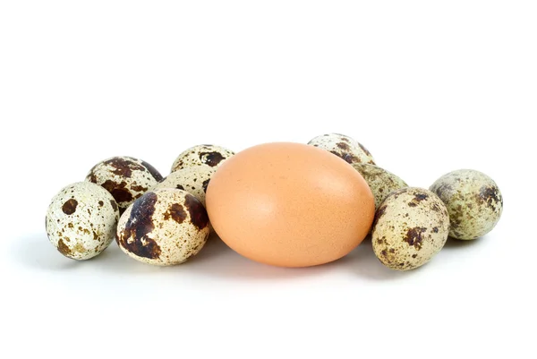 Poucos ovos de codorna e único ovo de galinha — Fotografia de Stock