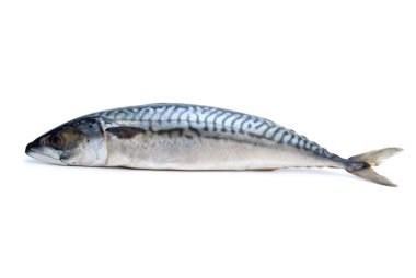 Single fresh mackerel fish clipart