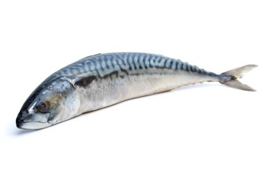 Single fresh mackerel fish clipart