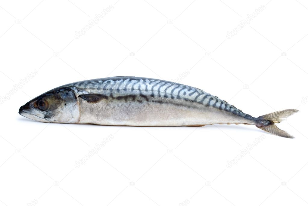 Single fresh mackerel fish